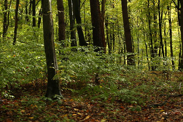 Beech tree forest in early autumn.