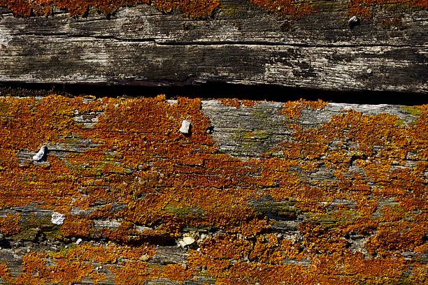 Close-up texture of vibrant orange lichen growing across aged wooden planks. The image highlights the natural contrast between organic growth and rough, weathered wood surfaces.