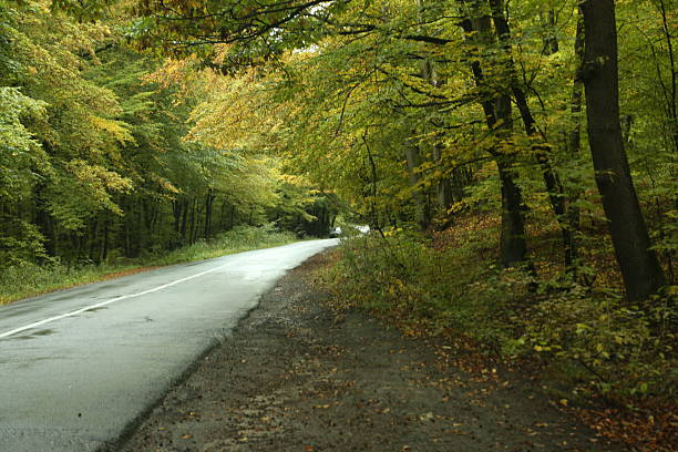 istock forest road in bad weather 2240561600
