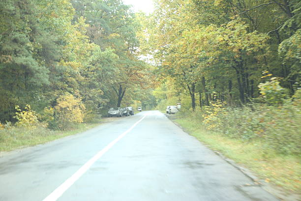 forest road in bad weather
