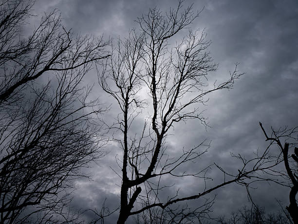 Bare Winter Trees Silhouette Against Dramatic Stormy Grey Cloudy Sky - Moody Dark Horror Nature Landscape Background