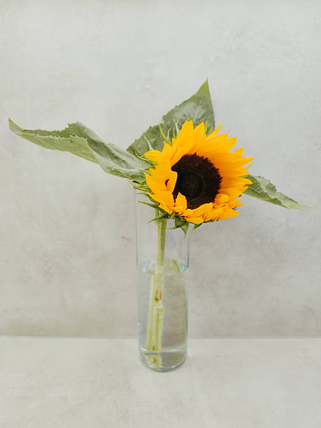 istock Sunflower blooming in glass vase on gray background copy space 2240562367