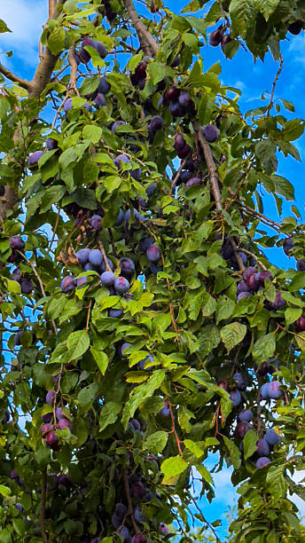 istock Blue plums close-up on a tree with green leaves 2240563257