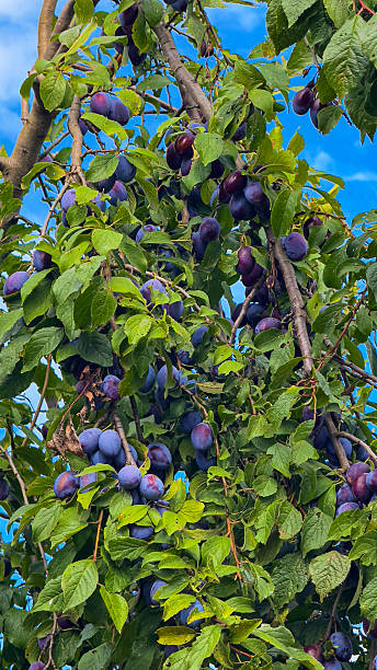 istock Blue plums close-up on a tree with green leaves 2240563307
