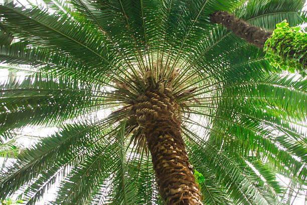 a majestic palm tree with lush, vibrant green fronds, viewed from below