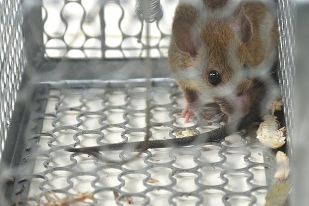 istock rat trapping and quarantine in iron cage 2240563822