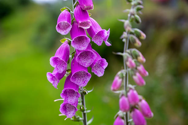 istock digitalis purpurea beautiful colorful flower 2240564575