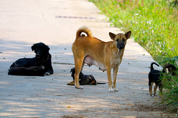 Street dog puppies playing with each other. Puppies playing in dog house outside. Little cute Puppies.
