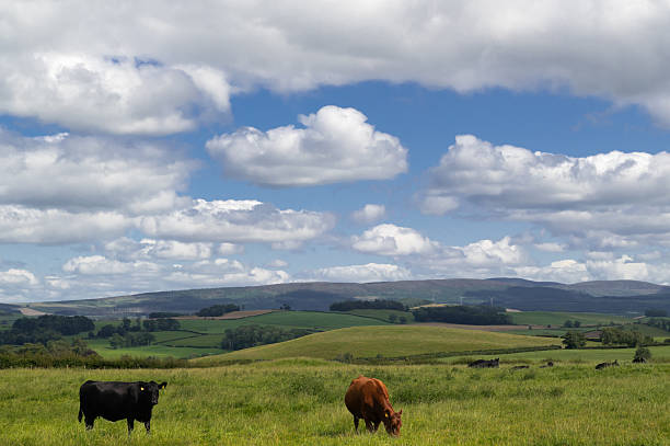Cows are grazing on green hillside under blue sky with fluffy clouds in rural countryside
