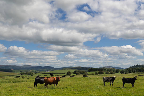 Black and brown beef cattle grazing in a field in rural Scotland on a bright summer day