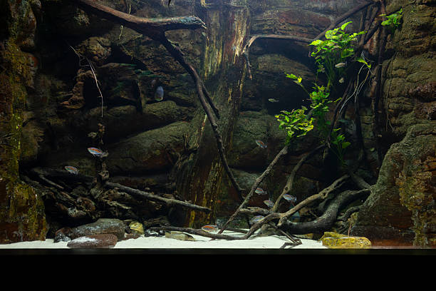 A water tank in the Zaragoza aquarium attempts to recreate the natural living conditions for the fish that live in it
