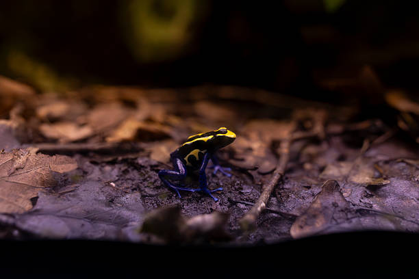 A picture of a Veined Tree Frog.
