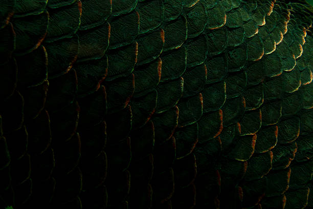 Scales of an Arapaima gigas fish underwater, native to the Amazon River.