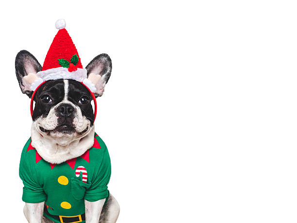 istock Cute puppy and Christmas elf costume. Studio shot 2240566778