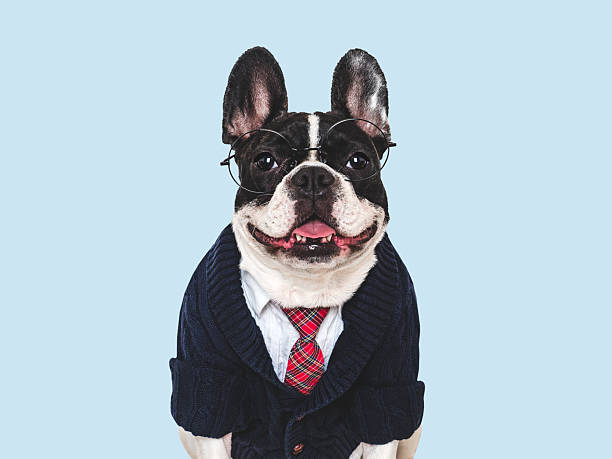 istock Cute puppy, white shirt and red tie. Studio shot 2240566841