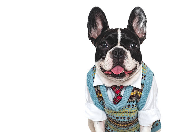istock Cute puppy, wool vest and red tie. Studio shot 2240566847