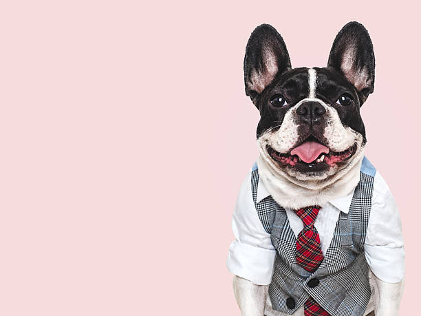 istock Cute puppy, wool vest and red tie. Studio shot 2240566853