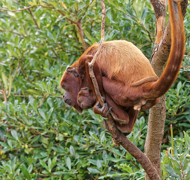 Wildlife sanctuary. A caring howler monkey mother moves gracefully among branches while her baby clings to her, trusting every step. A tender portrait of wild love