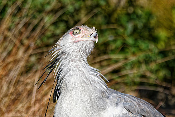 A secretary bird moves through the dry grasslands of the Masai Mara, scanning the area for prey during the Great Migration season.