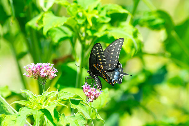 istock Butterfly- Black Swallowtail-Howard County, Indiana 2240569059