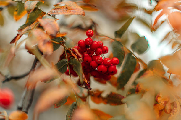 A natural background for calendars and nature posters