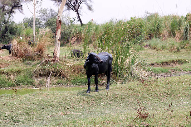 istock Water Buffalo Standing By Muddy Pond In Green Fields With Herd In Background 2240571484