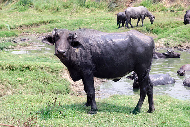 A large black water buffalo stands at the edge of a muddy pond as other buffalo rest and graze in the grassy field behind, creating a tranquil rural livestock scene.