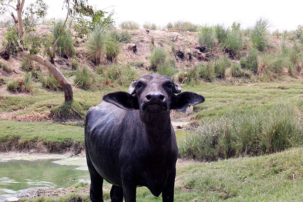 A large black water buffalo stands at the edge of a muddy pond as other buffalo rest and graze in the grassy field behind, creating a tranquil rural livestock scene.