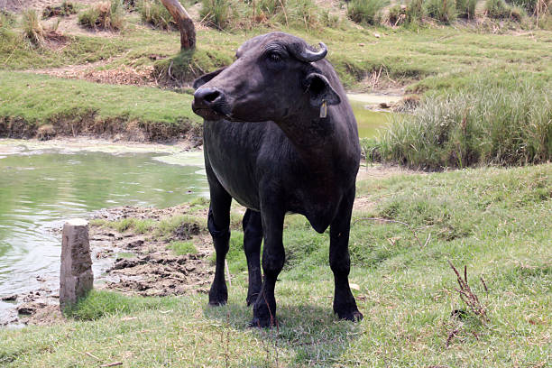 istock Water Buffalo Standing By Muddy Pond In Green Fields With Herd In Background 2240571554