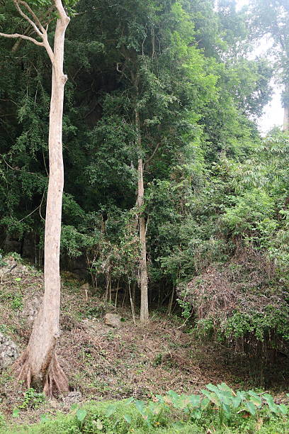 istock Tall tree beside a winding path, lush greenery surrounding a tranquil natural setting, perfect for relaxation and reflection. 2240571634