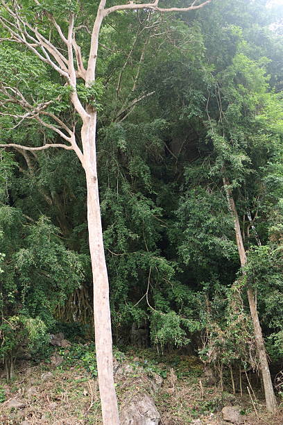 istock Tall tree with sparse branches, surrounded by lush green foliage, perfect for nature themes or environmental discussions. 2240571795