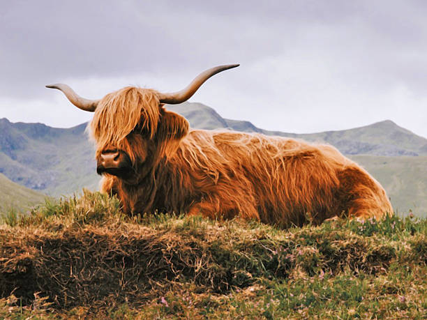 istock Scottish Highland Cow on Grassy Hill 2240572554