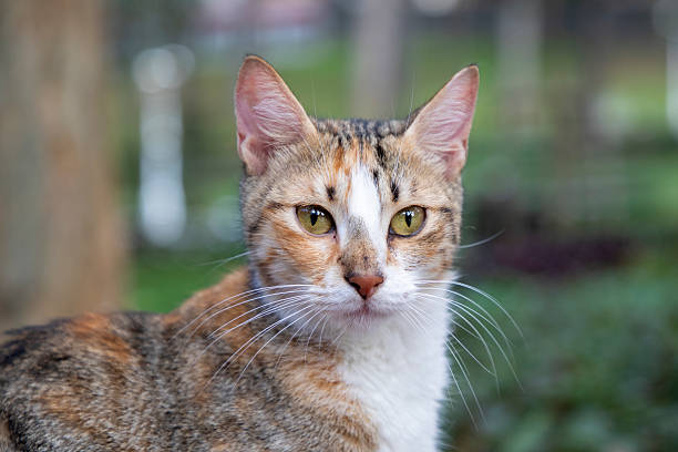 Portrait of stray cat