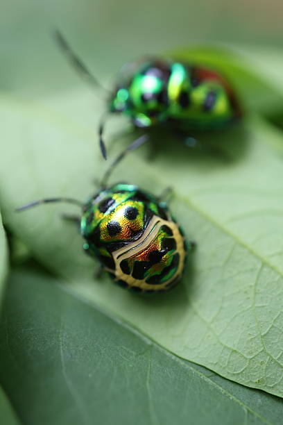 istock Colorful beetles on a leaf, vibrant green and gold patterns, capturing nature's beauty, ideal for educational content. 2240574776