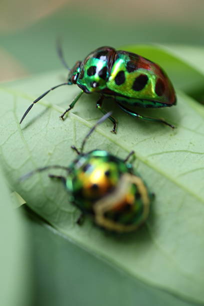 istock Colorful beetles resting on a leaf, vibrant patterns showcasing nature's beauty, ideal for educational or environmental use. 2240574788