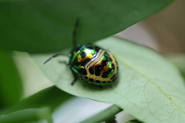 istock Shiny green beetle resting on leaf, vibrant colors contrasting with natural background, ideal for nature-themed projects. 2240574893
