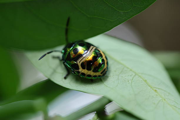 istock Shiny beetle on a green leaf, vibrant metallic shell contrasting with the foliage, nature close-up highlighting insect life. 2240574899