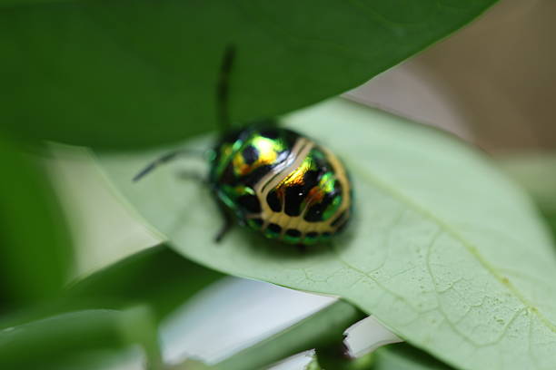 istock Shiny beetle on a leaf, colorful intricate patterns, highlights nature's beauty, suitable for educational or art contexts. 2240574901