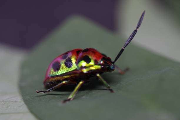 istock Colorful insect perched on green leaf, vibrant patterns and shiny surface, highlighting nature's beauty and biodiversity. 2240574903