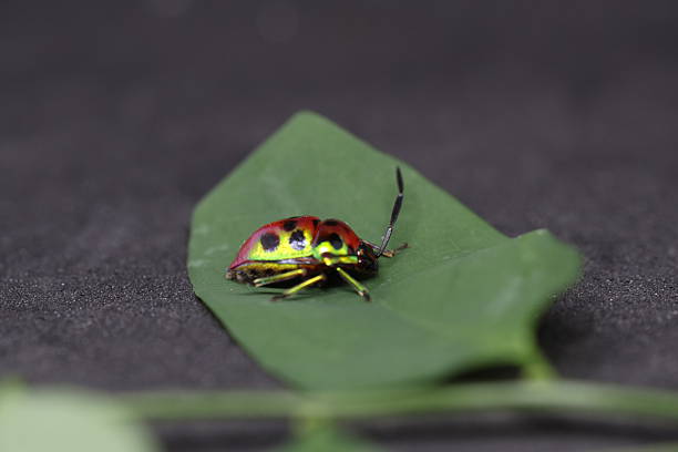 Colorful insect resting on leaf, small delicate bug with vibrant patterns on green foliage, nature close-up and macro detail.