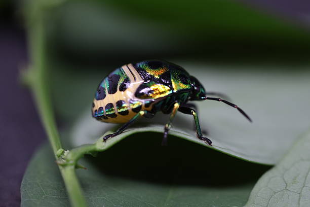 istock Colorful frog resting on vibrant green leaf, showcasing intricate patterns and textures, ideal for nature-themed materials. 2240574907