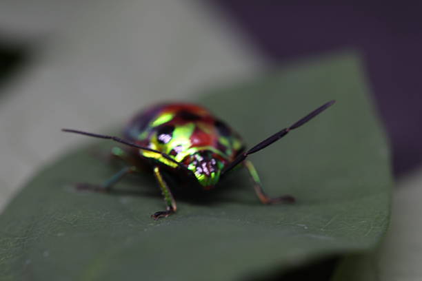 istock Colorful beetle resting on green leaf, vibrant insect showcasing intricate patterns, nature theme, ideal for ecological content. 2240574908