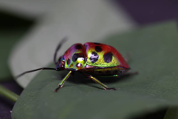 istock Colorful beetle resting on green leaf, vibrant patterns, nature's detail, highlights biodiversity, perfect for educational use. 2240574909