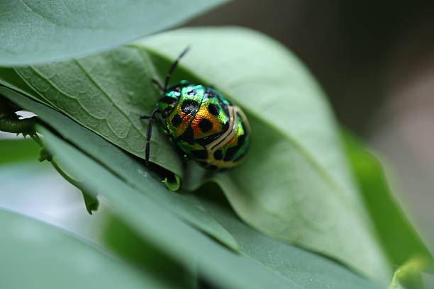 istock Green tree frog perched on lush leaf, vibrant coloration highlights nature's beauty, suitable for wildlife themes. 2240574916