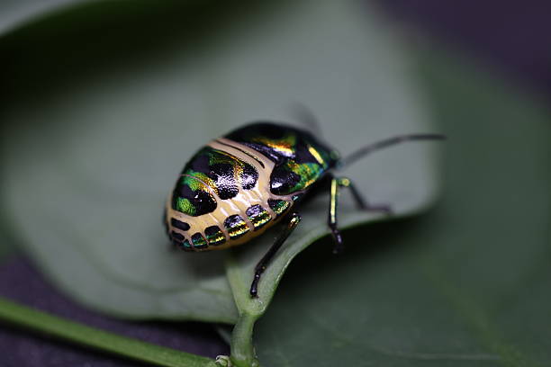 istock Shiny beetle resting on green leaf, intricate patterns and textures, nature close-up, vibrant colors, seasonal beauty. 2240574918