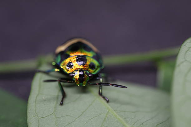istock Colorful insect perched on green leaf, vibrant yellow and black patterns, nature close-up, ideal for educational content. 2240574921