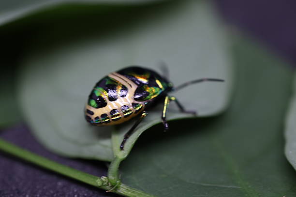 istock Colorful insect resting on green leaf, shiny shell with patterns, nature close-up, serene outdoor environment. 2240574922