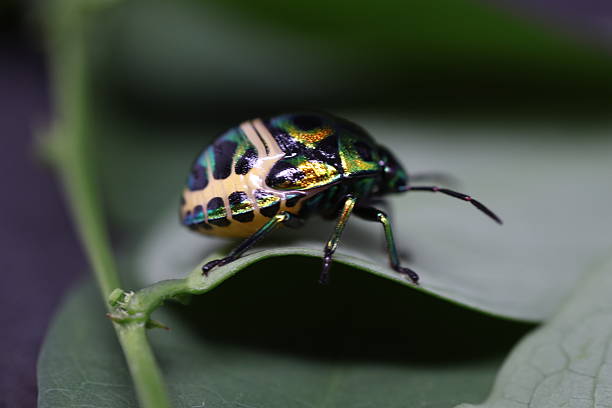Colorful frog perched on green leaf, vibrant amphibian showcasing unique patterns, perfect for nature-themed projects.