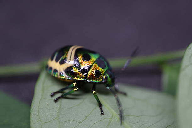 istock Vibrant beetle resting on a green leaf, showcasing intricate yellow and black patterns, ideal for nature themes or biology studies. 2240574929