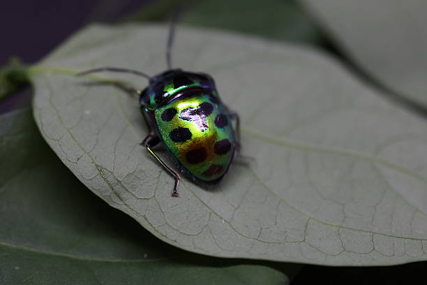 istock Shiny green beetle resting on a leaf, colorful insect showcasing intricate patterns, natural setting highlighting biodiversity. 2240574932